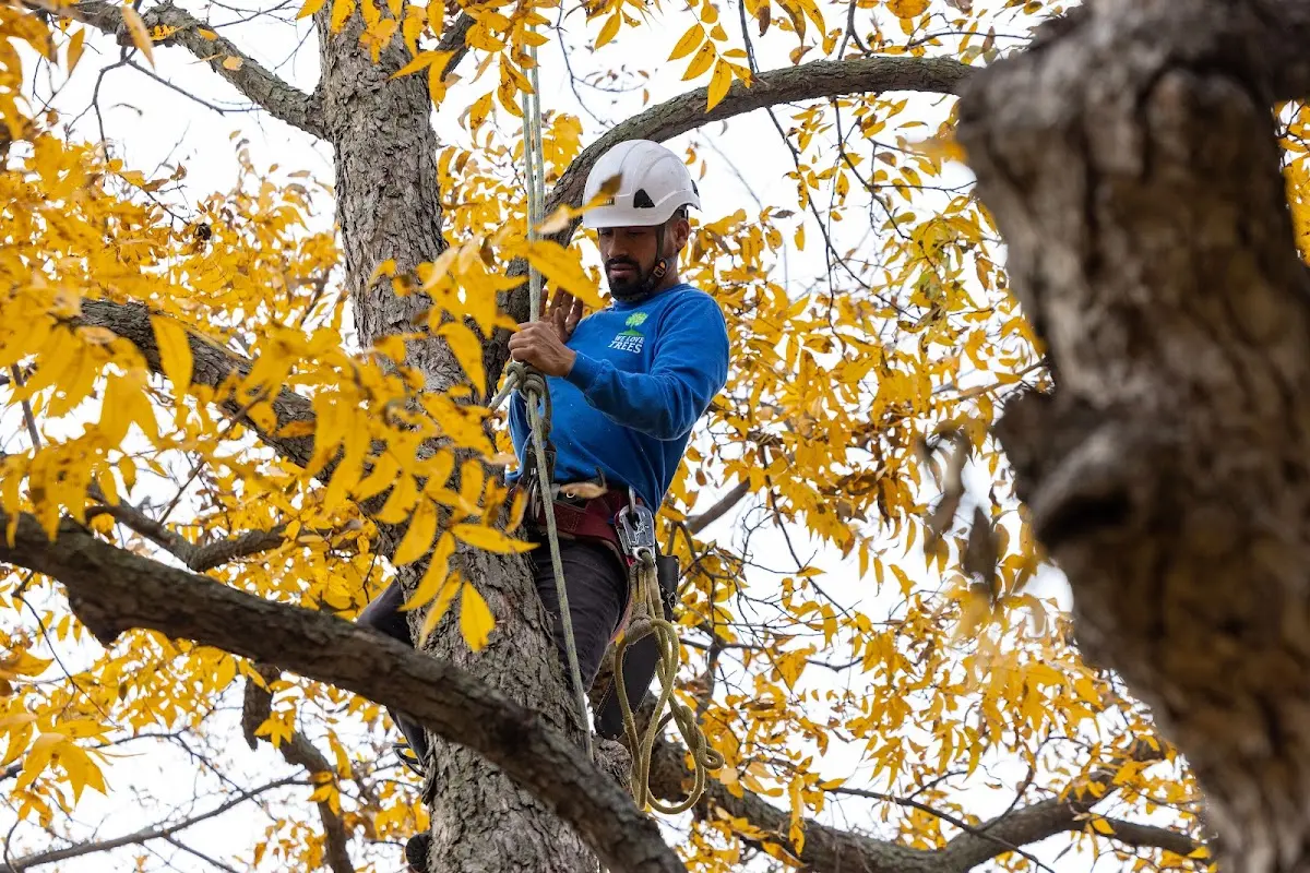 Skilled Tree Transplanting crew working in Ladysmith